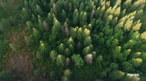 POWER Video Forest